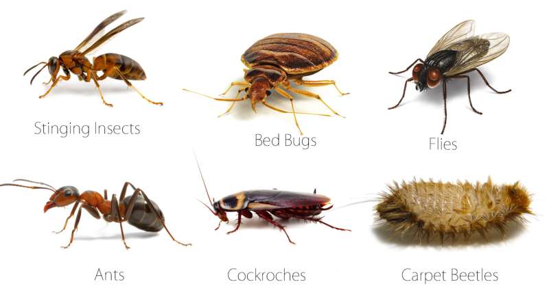 Carpet Beetle Control